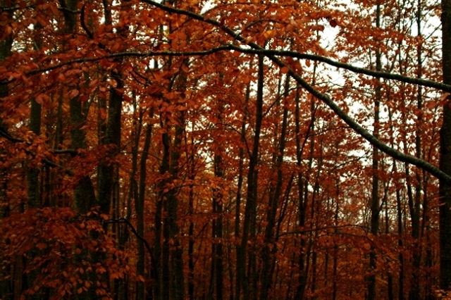 i colori di Guarcino